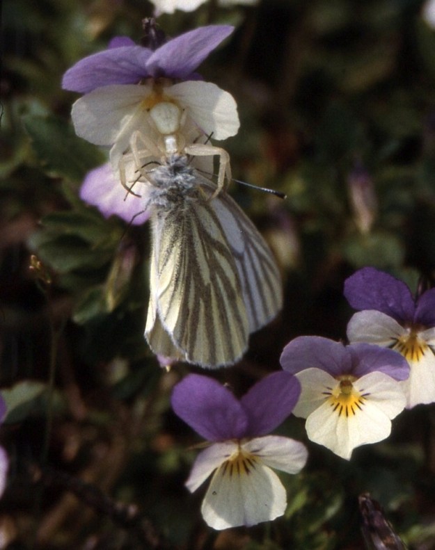 Viola tricolor - keto-orvokin värivaihtelut eivät häiritse kukkahämähäkkiä eli nykyistä kukkaravukkia, Misumena vatia, joka osaa sulauttaa oman värinsä taustaan sopivaksi. Ansaan on joutunut mesiapajalle saapunut lanttuperhonen, Pieris napi. V, Särkisalo (nyk. Salo), Förby, Niksor, Ulkoluodon lossirantaan vievän tien varren kalliopaljastuma, 10.5.1998. Skannattu dia. Copyright Hannu Kämäräinen.