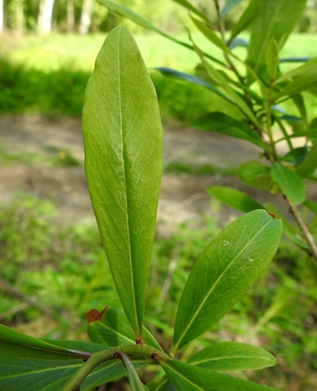 Daphne mezereum - lehtonäsiän lehtilapa on ehytlaitainen ja kapean vastapuikea tai soikeahko sekä tasaisesti kapenevatyvinen. Se on ohuehko, kalju ja päältä vihreä sekä tavallisesti noin 6-9 cm pitkä ja leveimmältä kohtaa noin 1,5-2,5 cm leveä. EH, EH, Hämeenlinna, Vuorentaka, Kuralasta Vähä-Tertin tilan ohi menevän metsätieuran laita, 1.6.2019. Copyright Hannu Kämäräinen.