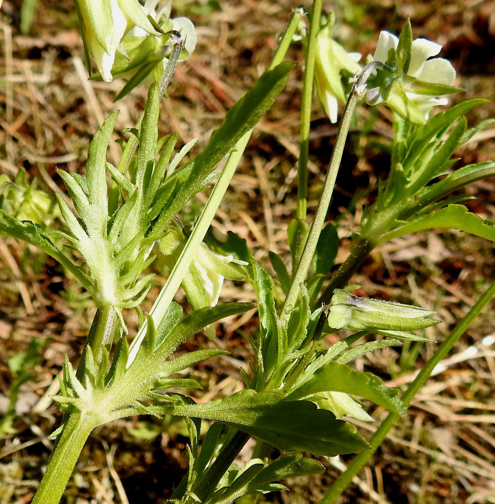 Viola arvensis - pelto-orvokin ylimmät lehdet ovat yleensä kapeansuikeat ja niiden korvakkeet näyttävät nousevan pääosaan, koska ovat lähes lehtien mittaiset ja niitä massiivisemmat leveydessään ja runsasliuskaisuudessaan. Ylimpien korvakkeiden kärkiliuska on useimmiten kapeansuikea tai lähes tasasoukka. U, Helsinki, Kaarela, Runonlaulajantien varressa oleva Håkansbergin, kalliomäki, 19.5.2019. Copyright Hannu Kämäräinen.