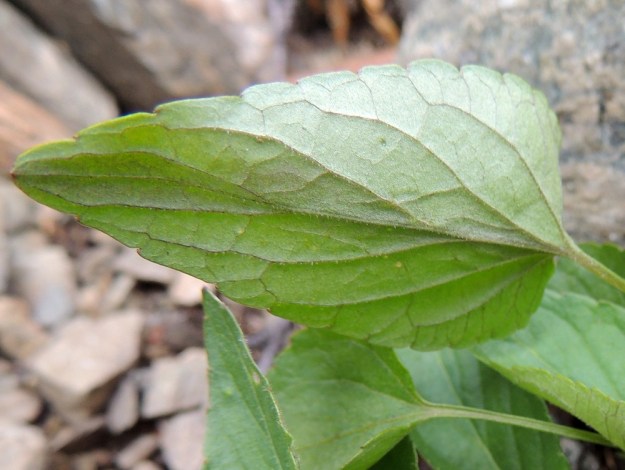 Viola canina subsp. ruppii - aho-orvokin subsp. isoaho-orvokin lehtilapa on matalasti nyhälaitainen ja alta kalju tai kuvan tavoin suonia myöten lyhytkarvainen. EnL, Enontekiö, Kilpisjärvi, Mallan luonnonpuisto, Kalottireitin varsi Iso-Mallan etelärinteellä, Kitsijoen itäpuolen rinnekivikko, 650 m mpy, 19.7.2013. Copyright Hannu Kämäräinen.