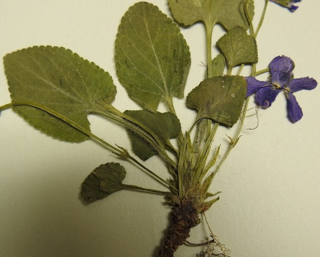 Viola hirta - karvaorvokin kukkaperän alaosassa on kaksi rinnakkaista tai allekkain olevaa, kapeaa ja yleensä noin 4-5 mm pitkää esilehteä. Kuvassa myös lehtiruotien karvoituserot näkyvät hyvin. V, Turku, Iso-Heikkilä, teollisuusalue, Aakenkadun ja radan välinen ojapainanne laita-alueineen, 9.5.2020. Kuva näytteestä, copyright Hannu Kämäräinen.