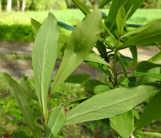 Daphne mezereum - lehtonäsiän lehtilapa on alapinnaltaan vaaleahkon sinivihreä. Lehden kärki on terävä tai pyöreähkö ja tyvi kapenee tasaisesti ilman selvää rajaa noin 0,5-1,5 cm pitkäksi ruodiksi. EH, EH, Hämeenlinna, Vuorentaka, Kuralasta Vähä-Tertin tilan ohi menevän metsätieuran laita, 1.6.2019. Copyright Hannu Kämäräinen.
