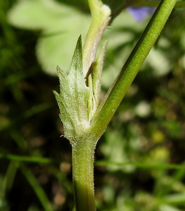 Viola canina subsp. ruppii - aho-orvokin subsp. isoaho-orvokin lehtien korvakkeet ovat kapeanpuikeat tai suikeat ja kärkeä kohti suuntautuneesti harvahampaiset sekä kaljut tai hyvin lyhytkarvaiset. Hampaat ovat kuvan tavoin teräväkärkiset tai ripsipäiset. Korvakkeet ovat tavallisesti noin 5-30 mm pitkiä ja noin 1,5-5 mm leveitä. Ne ovat pisimmillään ylimmissä lehdissä. EH, Hämeenlinna, Vuorentaka, Kurala, Vähä-Tertintien laita metsän reunassa, 1.6.2019. Copyright Hannu Kämäräinen.