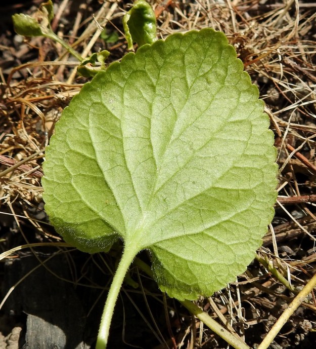 Viola odorata - tuoksuorvokin lehtilapa on nyhälaitainen ja molemmin puolin vaihtelevasti hyvin lyhytkarvainen. Karvoitusta on erityisesti suonissa ja reuna-alueilla. Myös lehtiruoti on lyhytkarvainen. U, Helsinki, Kannelmäki, Tanotorventien laita, pensasaidan vierus, viljelykarkulainen, 7.5.2020. Copyright Hannu Kämäräinen.