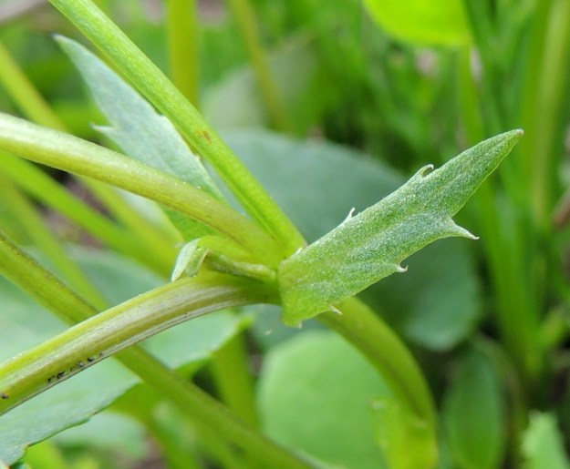 Viola canina subsp. ruppii - aho-orvokin subsp. isoaho-orvokin lehtikorvakkeiden laitahampaat voivat olla myös lyhyesti ripsipäiset. EH, Vesilahti, Mantere, Peltosaari, Hulausjärven rantaan vievän peltotien ison laitaojan rinne, 6.6.2015. Copyright Hannu Kämäräinen.