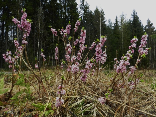 Daphne mezereum - lehtonäsiä on harvahkohaarainen ja yleensä noin 0,5-1 m korkea pensas, joka kasvaa yksittäisvartisena tai kuvan tavoin varsiryhminä. EH, Hämeenlinna, Sairio, Aulangonjärven eteläpuoli, Kihtersuolta Papinniittyyn vievän kävelytien varsi lähellä metsän laidetta, 5.5.2012. Copyright Hannu Kämäräinen.