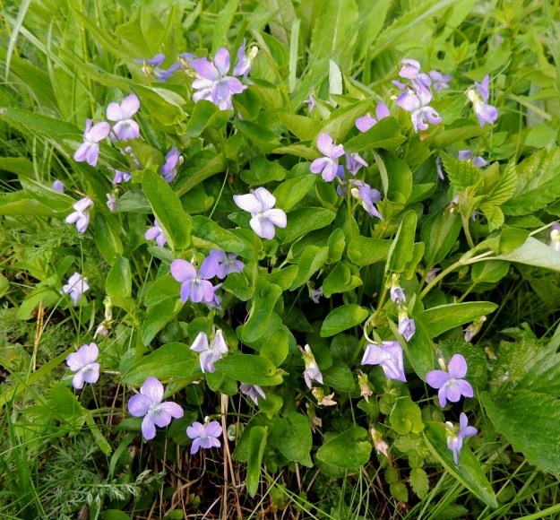 Viola canina subsp. ruppii x riviniana - isoaho-orvokin ja metsäorvokin risteymäyksilö, joka lehtiensä puolesta sopisi lähes puhtaaksi isoaho-orvokiksikin. Kuitenkin tiheä, yli 20-vartinen kokonaisuus kielii risteymästä jo kauempaakin katsoen ilman, että välttämättä tarvitsee kumartua tutkimaan lehtikorvakkeiden hampaita. Myös ylimpien lehtien tyviloven syvyys viittaa risteymäsyntyisyyteen. EH, Hämeenlinna, Vuorentaka, Kuralasta Vähä-Tertin ohi menevän metsätieuran laita, 7.6.2015. Copyright Hannu Kämäräinen.