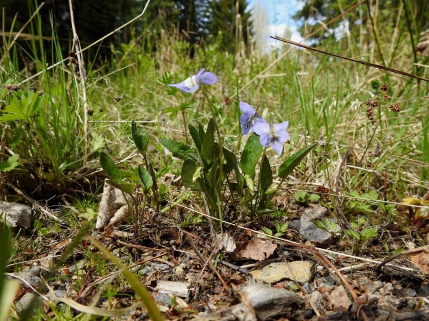 Viola canina subsp. canina - aho-orvokki subsp. pikkuaho-orvokki kasvaa mm. kedoilla, metsänreunoissa ja pientareilla eteläisessä Suomessa. Se on lähes kaikin tavoin pienempi kuin kaikkialla Suomessa kasvava ja valtaosassa maata yleinen alalaji isoaho-orvokki, subsp. ruppii. Pikkuaho-orvokilla on pituutta yleensä noin 8-15 cm (kuvassa noin 10 cm). EH, Riihimäki, Kenkiä, Kenkiäntieltä, Hirvijärventien eteläpuolelta, itään lähtevä metsätieura, uran laitaketokaista noin 350 m maantieltä, 27.5.2020. Copyright Hannu Kämäräinen.