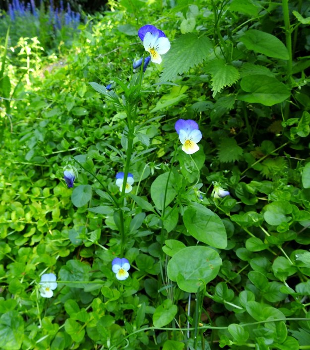 Viola xwittrockiana - tarhaorvokki on hyvin monimuotoinen, noin 10-30 cm korkea, kolmen lajin risteymäkompleksi. Kuvan yksilöllä on niin paljon yhden kantalajinsa, keto-orvokin, V. tricolor, piirteitä, että se voi olla takaisin risteytymä tämän kanssa. Seuralasina kasvupaikalla ovat mm. suikeroalpi, Lysimachia nummularia ja valkokarhunköynnös, Convolvulus sepium. EH, Kouvola, Kuusankoski, Rekola, hautausmaan komposti- ja jätemaakasa-alue, aumojen vierus, 22.6.2020. Copyright Hannu Kämäräinen.
