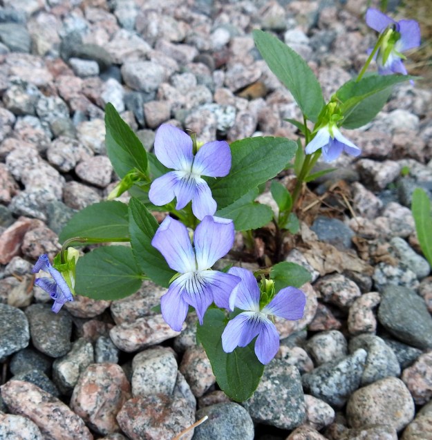 Viola canina subsp. ruppii - aho-orvokki subsp. isoaho-orvokki voi sopeutuvaisena kasvina levitä metsänreunoista pientareille ja pihoihin ja selvitä hyvin karunnäköisilläkin paikoilla. Oikeanpuolimmaisessa varressa näkyvät kookkaat lehtikorvakkeet, jotka voivat ylimmissä lehdissä olla puolen lehtiruodin mittaisia. EH, Hämeenlinna, Loimalahti, Hirsimäki, omakotialueen pihamaa Näsiäntien varrella, 14.5.2018. Copyright Hannu Kämäräinen.