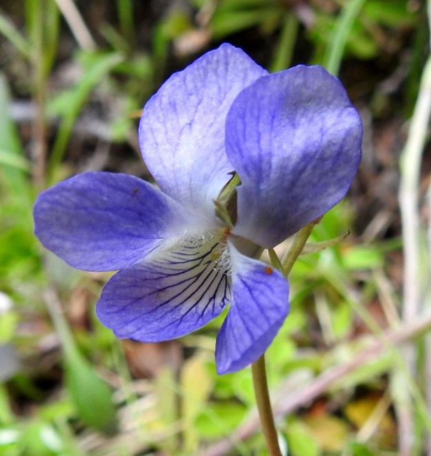 Viola canina subsp. ruppii - aho-orvokin subsp. isoaho-orvokin terälehtien tyviosa on valkoinen ja alimman lehden peräosan suonitus on yleissävyä huomattavasti tummempi. Suonet ovat mesiviittoina hyönteisille kohti kannusta. Nielussa pilkottavat oranssit heteet ja yksittäinen emin luotti. EnL, Enontekiö, Kilpisjärvi, Saanan lounaanpuoleinen rinne, ensimmäinen, matala pahtaseinämä tunturikoivikkorinteessä, retkeilykeskuksen kohdalla, luonnonsuojelualue, 600 m mpy, 5.7.2018. Copyright Hannu Kämäräinen.