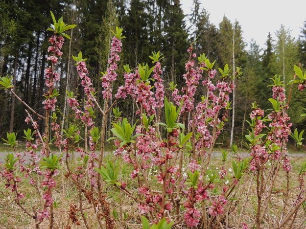 Daphne mezereum - lehtonäsiä kukkii talvesta riippuen maaliskuun loppupuolelta toukokuuhun. Kukinta alkaa ennen lehtien puhkeamista ja jatkuu varsien ja haarojen kärkilehtitupsun avautumiseen saakka. Kärjen lehtiryhmä on uuden vuosikasvaimen alku. EH, Hämeenlinna, Sairio, Aulangonjärven eteläpuoli, Kihtersuolta Papinniittyyn vievän kävelytien varsi lähellä metsän laidetta, 12.5.2013. Copyright Hannu Kämäräinen.