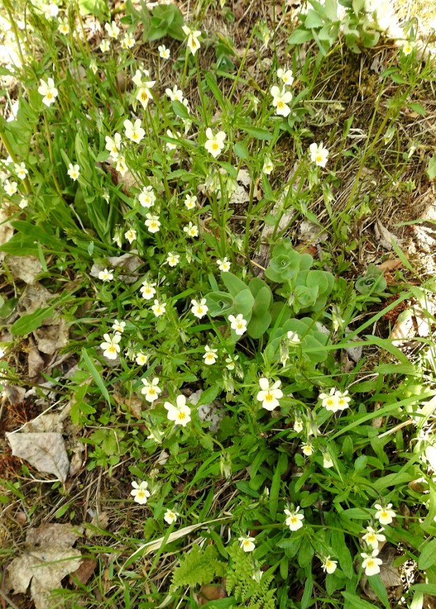 Viola arvensis - pelto-orvokki hakeutuu nimensä mukaisilta kasvupaikoilta aika usein myös avokallioalueiden liepeille, yleensä kuitenkin lähellä asutusta ja viljelyksiä. Seuralaisena kuvassa mm. isomaksaruoho, Hylotelephium telephium. U, Helsinki, Kaarela, Runonlaulajantien varressa oleva Håkansbergin, kalliomäki, 19.5.2019. Copyright Hannu Kämäräinen.