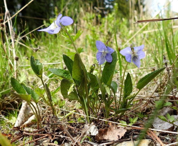 Viola canina subsp. canina - aho-orvokki subsp. pikkuaho-orvokki muodostaa varsiryppäitä. Osa lehdekkäistä varsista voi jäädä ilman kukkaa. Kukkaperä on kalju ja tavallisesti noin 3-5 cm pitkä sekä yleensä hankansa varsilehteä pitempi. Kuvan pisin kukkaperä on kuitenkin noin 7 cm pitkä. EH, Riihimäki, Kenkiä, Kenkiäntieltä, Hirvijärventien eteläpuolelta, itään lähtevä metsätieura, uran laitaketokaista noin 350 m maantieltä, 27.5.2020. Copyright Hannu Kämäräinen.