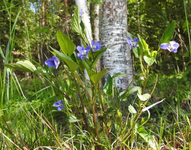 Viola canina subsp. ruppii - aho-orvokki subsp. isoaho-orvokki on tavallisesti noin 15-30 cm korkea. Sen varret ovat pystyt tai kaarevat ja yleensä haarattomat. Ne ovat vihreät tai toisinaan kuvan tavoin punaruskeat ja kaljut. Ruodillisia varsilehtiä on tavallisesti 4-7. EH, Hämeenlinna, Vuorentaka, Kurala, Vähä-Tertintien laita metsän reunassa, 1.6.2019. Copyright Hannu Kämäräinen.