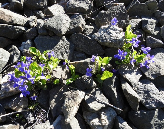 Viola hirta - karvaorvokki näyttää lähes ainoana lajina pärjäävän myös paahteisella ratasepelillä. V, Turku, Iso-Heikkilä, teollisuusalue, Aakenkadun ja radan välinen ojapainanne laita-alueineen. 9.5.2020. Copyright Hannu Kämäräinen.