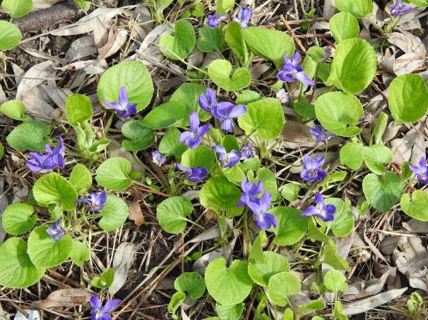 Viola odorata - tuoksuorvokin ruusukkeet ovat monilehtisiä ja -kukkaisia. Vartta ei ole, sillä lehtiruodit ja kukkaperät nousevat suoraan tyveltä. U, Helsinki, Kannelmäki, Tanotorventien laita, pensasaidan vierus, viljelykarkulainen, 7.5.2020. Copyright Hannu Kämäräinen.