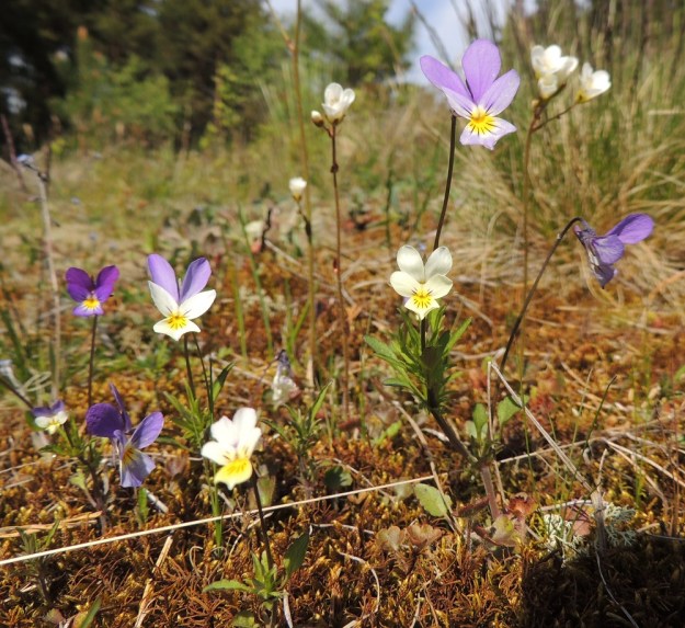 Viola tricolor - keto-orvokin monimuotoisuutta on hyvin vaikea tyhjentävästi määritellä. Samassakin kasvustossa teriön väritys, koko ja terälehtien mittasuhteet vaihtelevat suuresti. Kuvan yksilöt ovat pystyjä, yksivartisia ja vähäkukkaisia. Varret ja kukkaperät ovat punaruskeat. Taustalla kasvaa myös papelorikkoa, Saxifraga granulata. U, Hanko, Tvärminne, Tvärminneöhön vievän J. A. Palménintien laitakallio 30.5.2015. Copyright Hannu Kämäräinen.