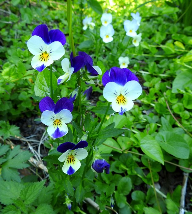 Viola xwittrockiana - tarhaorvokki, jonka ylimmät terälehdet ovat hyvin voimakkaan siniset. Samaa väriä on aivan kuin sipaistu vielä alimman terälehden kärkeen. Myös tämä yksilö muistuttaa kovasti keto-orvokkia. Kukat ovat kuitenkin reilut 3 cm leveitä. Retkeilykasvion (1996) määrityskaavassa raja keto-orvokin ja tarhaorvokin välillä kulkee 2,5 cm:ssä. EH, Kouvola, Kuusankoski, Rekola, hautausmaan komposti- ja jätemaakasa-alue, aumojen vierus, 22.6.2020. Copyright Hannu Kämäräinen.