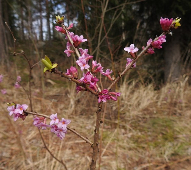 Daphne mezereum - lehtonäsiän kukat ovat yleensä kahden tai kolmen kukan ryhminä edellisen vuoden vuosikasvaimissa, tippuneiden lehtien jättämien tyviarpien hangoissa. Varret ovat vaaleanruskeat tai harmahtavat ja pohjaväriä tummempipilkkuiset. EH, Hämeenlinna, Loimalahti, Hirsimäki, Metsälammentien ja Yli-Raakkulantien välinen havumetsäkaista, 28.3.2020. Copyright Hannu Kämäräinen.