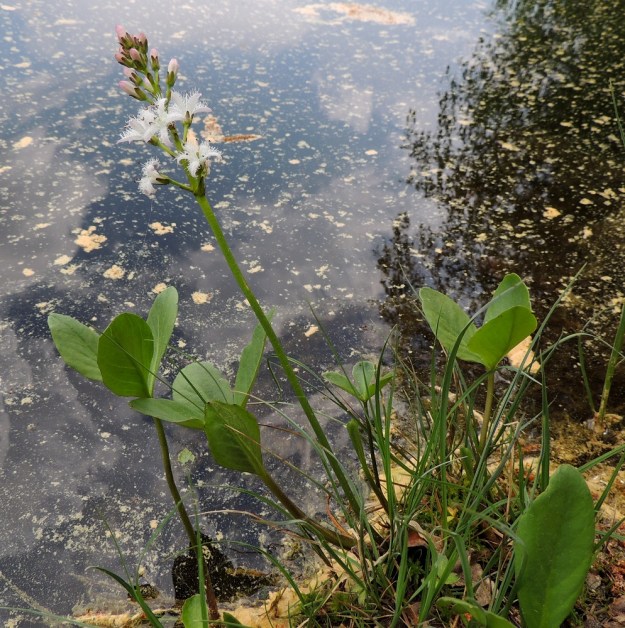 Menyanthes trifoliata - raate vaatii kasvaakseen ja varsinkin kukkiakseen hyvin märkää kasvualustaa. Se viihtyy mm. rannan hyllyvällä ja kelluvalla sammalpatjalla ja voi laskeutua hohkaisten ja kantavien juuriensa avulla jopa avoveteen. Kukintoperä on liereä, mehevä ja tavallisesti noin 15-30 cm pitkä. Lehtiruodit puolestaan ovat noin 10-15 cm pitkiä. EH, Hämeenlinna, Pullerinmäki, Ahvenistonharjun juurella olevan Kahtoilammen rantasoistuma, 25.5.2014. Copyright Hannu Kämäräinen.