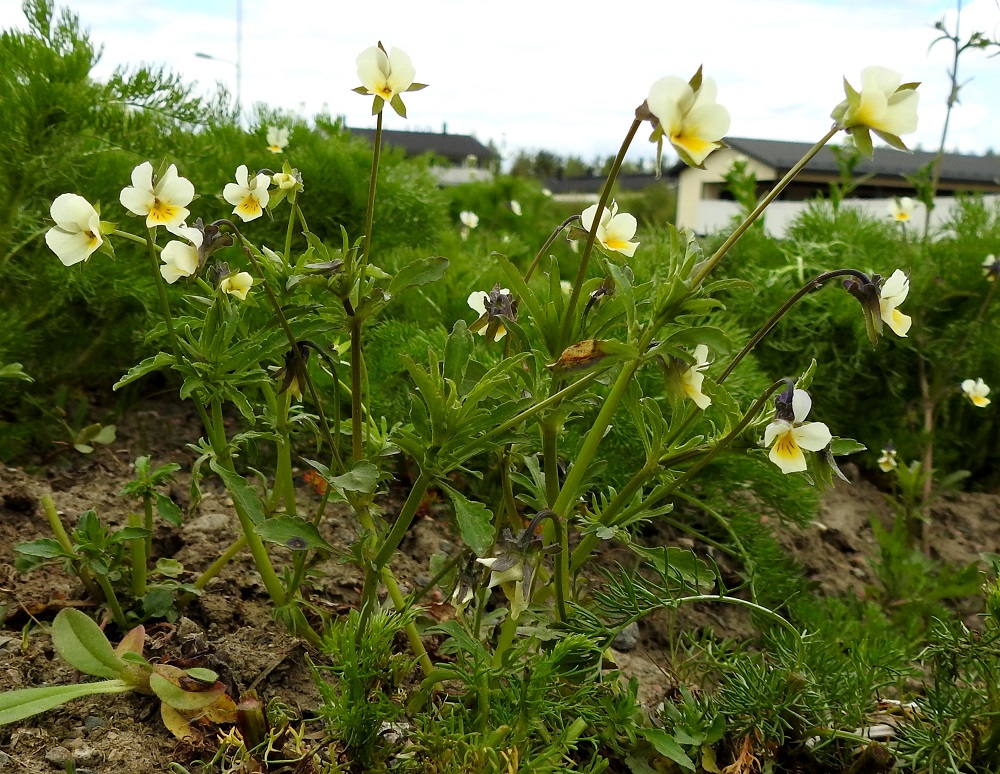 Viola arvensis - pelto-orvokki on sukunsa ainoa rikkaruohon maineessa oleva laji, joka valloittaa ensimmäisten joukossa vapaat, multavat alueet, kuten uudisnurmikot. Näille alueille se saapuu jo maa-aineksen mukana olevina siemeninä ja ehtii varistaa uudet siemenensä maaperään ennen kuin nouseva nurmikkokenttä tukahduttaa sen jatkoelinmahdollisuudet ainakin sillä kertaa. EH, Hämeenlinna, Loimalahti, Sampo, Sammonojantien laita, tuleva nurmikkokaista, 29.5.2020. Copyright Hannu Kämäräinen.