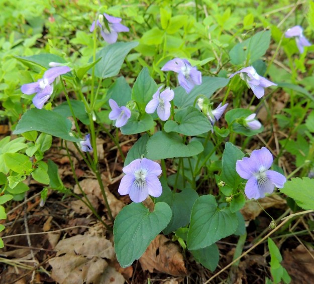 Viola canina subsp. ruppii x riviniana - isoaho-orvokin ja metsäorvokin risteymä, joka on lehdiltään lähempänä metsäorvokkia. Myös terälehdet ovat metsäorvokin tapaan limittäiset. Leveän herttamaiset lehdet kuitenkin puuttuvat ja ylemmät lehdet ovat liian pitkäsuippuisen puikeita. U, Helsinki, Tuomarinkylä, Haltiala, Haltianpolun varrella oleva luonnonsuojelualue, metsäpolun varsi, 21.5.2013. Copyright Hannu Kämäräinen.