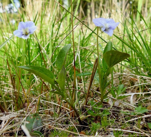 Viola canina subsp. canina - aho-orvokki subsp. pikkuaho-orvokki on tyveltä koheneva- tai pystyhkövartinen. Varsilehtiä on tavallisesti 3-7. Kuvassa näkyvät hyvin myös lehtien suikeat korvakkeet. EH, Riihimäki, Kenkiä, Kenkiäntieltä, Hirvijärventien eteläpuolelta, itään lähtevä metsätieura, uran laitaketokaista noin 350 m maantieltä, 27.5.2020. Copyright Hannu Kämäräinen.