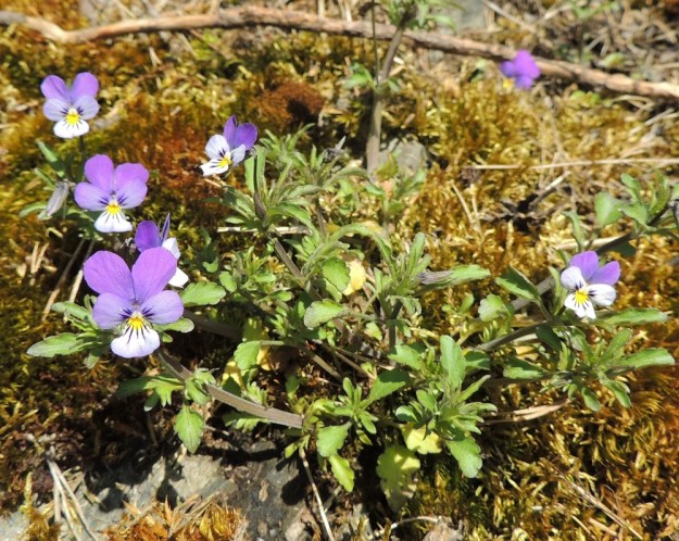 Viola tricolor - keto-orvokki voi olla kuvan tavoin myös tyveltä alkaen monihaarainen ja kasvutavaltaan koheneva. Yksilön kokoon nähden varret ovat varsin vankat. EH, Hämeenlinna, Luhtiala, Aulangonjärven koillisrannan rantakalliojyrkänne, Levonkallio, 18.5.2014. Copyright Hannu Kämäräinen.