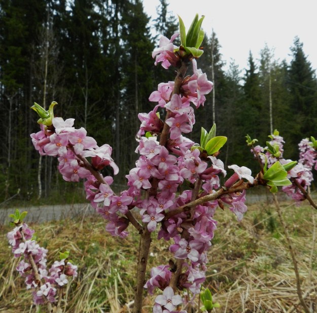 Daphne mezereum - lehtonäsiä on tiheästi kukkiessaan näyttävä pensas. Siitä on myös jalostettu pallomaisia puutarhalajikkeita. EH, Hämeenlinna, Sairio, Aulangonjärven eteläpuoli, Kihtersuolta Papinniittyyn vievän kävelytien varsi lähellä metsän laidetta, 5.5.2012. Copyright Hannu Kämäräinen.