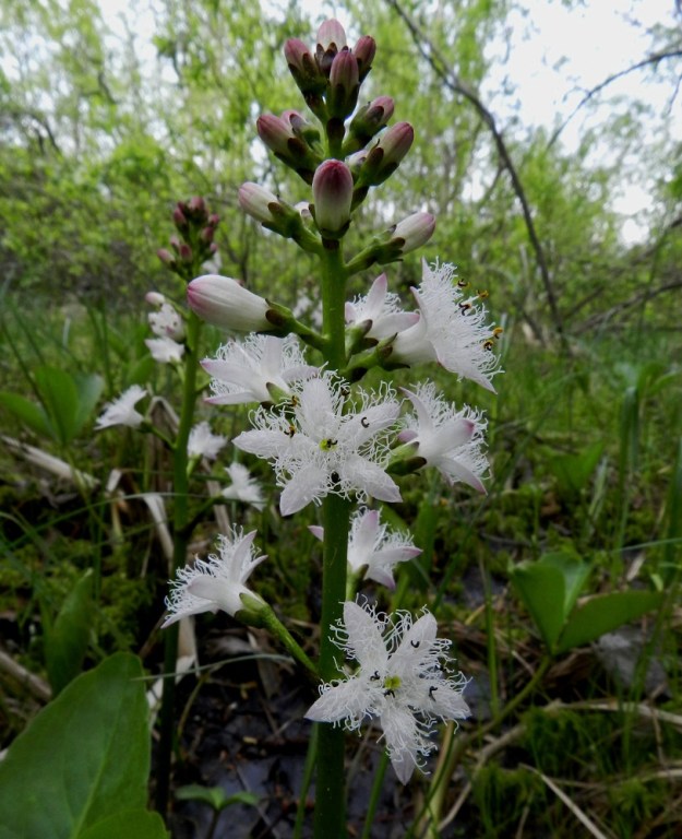 Menyanthes trifoliata - raatteen kukintoterttu on useimmiten noin 15-25 kukkainen ja noin 7-12 cm pitkä. Kukat ovat tertussa yleensä kolmen ryhminä likimain samalla tasolla sekä kohdaltaan ulospäin siirottaen. EH, Hämeenlinna, Luolaja, Hattelmalanjärven luoteisrannan pitkä suokiila, luonnonsuojelualue, 31.5.2012. Copyright Hannu Kämäräinen.