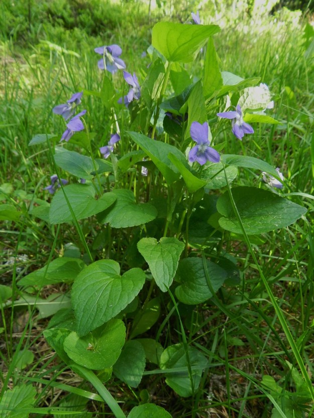 Viola canina subsp. ruppii x riviniana - isoaho-orvokin ja metsäorvokin risteymäyksilö, joka on niin välimuotoinen, että se on helppo havaita risteymäksi. Myös varsikon tiheys ja suuri koko helpottavat tulkintaa. Etualalla kasvaa yksittäinen ruusukelehti. Puolivälin varsilehdistä löytyy metsäorvokille sopivia, herttamaisia lehtiä. Ylälehdet ovat pitkäsuippuisen puikeita, mutta kuitenkin aho-orvokille liian leveitä. 7.6.2012 EH, Asikkala, Hillilä, Syrjänsupat, suppa-alueen laidalla kulkevan metsäpolun laita, 7.6.2012. Copyright Hannu Kämäräinen.