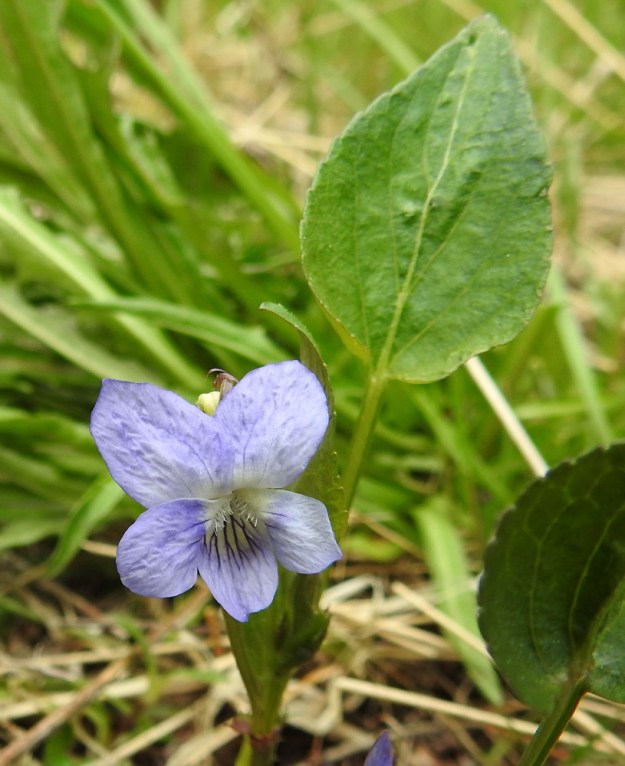 Viola canina subsp. canina - aho-orvokin subsp. pikkuaho-orvokin terälehdet ovat siniset tai vaaleansiniset ja tyveltään valkoiset. Niiden suonitus on pohjaväriä tummempi. Voimakkaimmillaan suonten väri on alimman terälehden tyviosassa. EH, Riihimäki, Kenkiä, Kenkiäntieltä, Hirvijärventien eteläpuolelta, itään lähtevä metsätieura, uran laitaketokaista noin 350 m maantieltä, 27.5.2020. Copyright Hannu Kämäräinen.