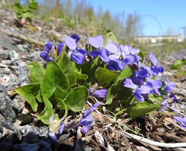 Viola hirta - karvaorvokki on kukkiessaan yleensä noin 5-15 cm korkea. Lehdet ovat tässä vaiheessa lavaltaan kapeahkon herttamaiset, noin 2-5 cm pitkät ja leveimmältä kohtaa eli tyvestään noin 1,5-4 cm leveät. Kärjen malli vaihtelee terävästä tylpän pyöreään. V, Turku, Iso-Heikkilä, teollisuusalue, Aakenkadun ja radan välinen ojapainanne laita-alueineen. 9.5.2020. Copyright Hannu Kämäräinen.