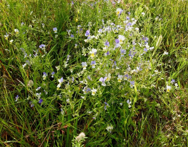 Viola tricolor - keto-orvokki voi niityillä ja pelloilla kasvaessaan muodostaa hyvin tiheitä ja varsiltaan toisiinsa kietoutuneita kasvustoja, jotka voivat venyä kuvan tavoin jopa 40-50 cm korkeiksi. Ulkomuoto ja kuvassa myös teriöiden väritys muistuttavat jo pelto-orvokkia, V. arvensis, mutta kukka on kookas ja terälehdet ovat selvästi verholehtiä pitemmät. ES, Imatra, Vuoksenniska, Kaukopää, Ruokolahdentien varrella oleva entinen puuvarastoalue, joka nykyisin avoimena niittynä, 1.8.2017. Copyright Hannu Kämäräinen.