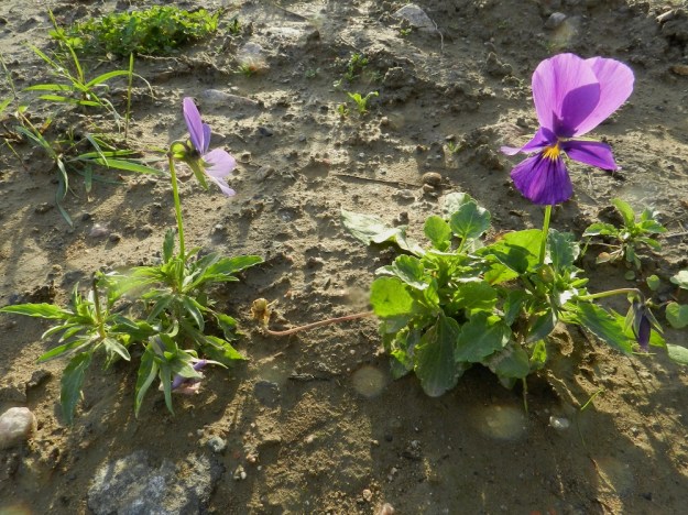 Viola xwittrockiana - tarhaorvokin matalavartiseksi jalostettu muoto on yleisempi kesäkukkana koristekasvikäytössä. Lehtimuodoissa on suurta vaihtelevuutta, kuten kuva osoittaa. Oikeanpuoleisessa kukassa ylimmät terälehdet ovat suhteessa muihin hyvin suuret, noin 30 mm pitkät ja noin 25 mm leveät. EH, Hämeenlinna, Majalahti, Louhoksentien varressa oleva maankaatopaikka, 18.9.2011. Copyright Hannu Kämäräinen.