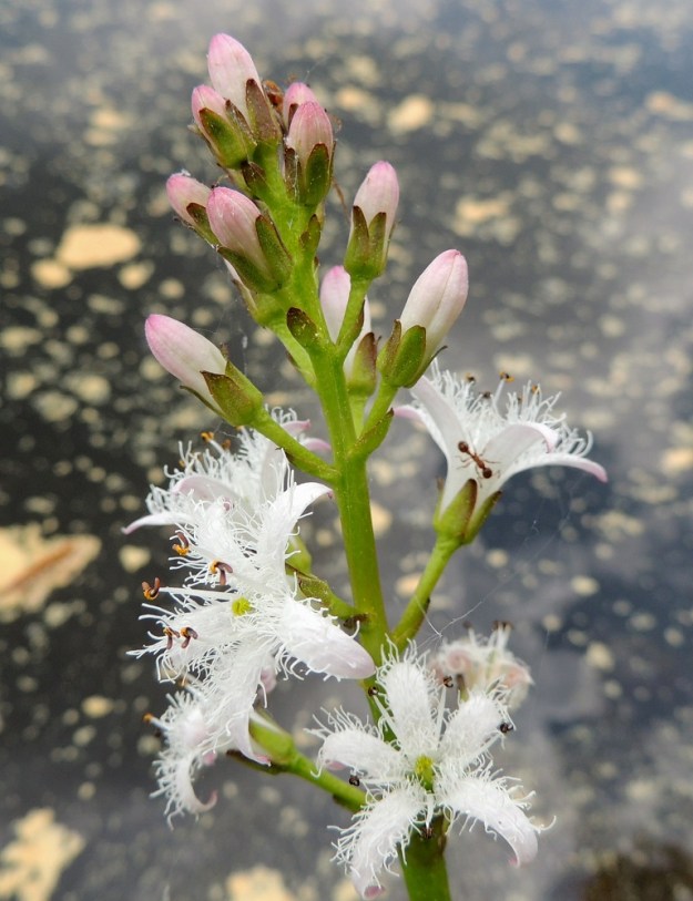 Menyanthes trifoliata - raatteen kukat ovat perällisiä Kukkaperä on tavallisesti noin 8-15 mm pitkä ja tertun alimmissa kukissa pitempikin. Perän tyvellä on noin 3-10 mm pitkä tukilehti. Kukan verholehtiä on viisi ja joskus kuusikin. Ne ovat soikeat ja noin 4-5 mm pitkät sekä noin 2 mm leveät. EH, Hämeenlinna, Pullerinmäki, Ahvenistonharjun juurella olevan Kahtoilammen rantasoistuma, 25.5.2014. Copyright Hannu Kämäräinen.