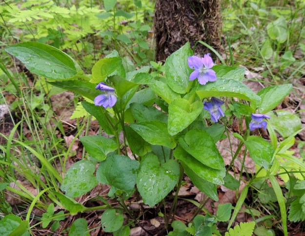 Viola canina subsp. ruppii x riviniana - isoaho-orvokin ja metsäorvokin sekamuotoiselle risteymälle on usein tyypillistä lehtien yletön rehevyys, joka jättää kukat hieman sivurooliin. EH, Hämeenlinna, Vuorentaka, Kuralasta Vähä-Tertin ohi menevän metsätieuran laita, 7.6.2015. Copyright Hannu Kämäräinen.