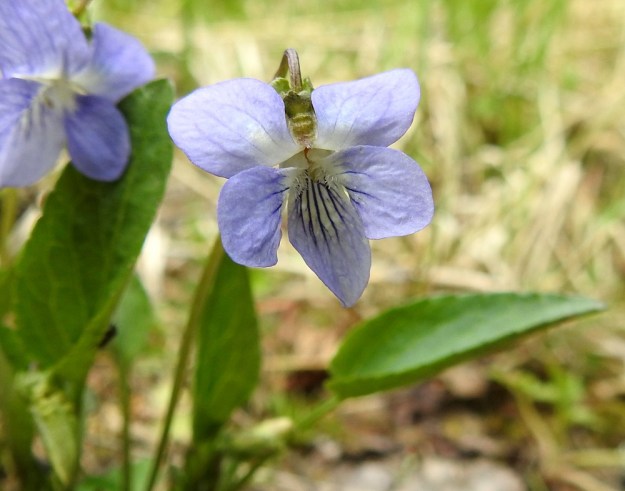 Viola canina subsp. canina - aho-orvokin subsp. pikkuaho-orvokin neljä ylempää terälehteä ovat vastapuikeat ja pyöreä- tai suippopäiset sekä yleensä noin 10-12 mm pitkät ja leveimmältä kohtaa noin 4-6 mm leveät. Alimmainen terälehti on muiden kanssa samanmuotoinen ja ilman kannusta yleensä noin 10-15 mm pitkä sekä leveimmältä kohtaa noin 5-7 mm leveä. EH, Riihimäki, Kenkiä, Kenkiäntieltä, Hirvijärventien eteläpuolelta, itään lähtevä metsätieura, uran laitaketokaista noin 350 m maantieltä, 27.5.2020. Copyright Hannu Kämäräinen.