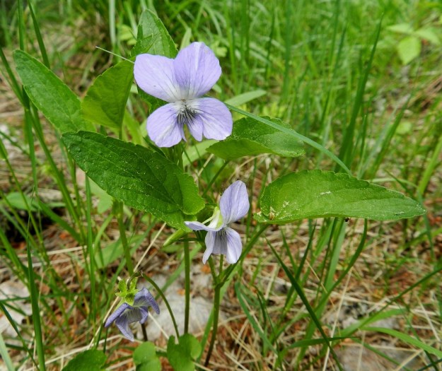 Viola canina subsp. ruppii - aho-orvokki subsp. isoaho-orvokki on tyypillisimmillään niukkavartinen. Teriö on yleisimmin sininen tai vaaleansininen. Terälehdet ovat kapeamman tai kuvan tavoin leveän vastapuikeat. EH, Asikkala, Hillilä, Syrjänsupat, suppa-alueen lounaispuolen metsäpolun laita, 7.6.2012. Copyright Hannu Kämäräinen.