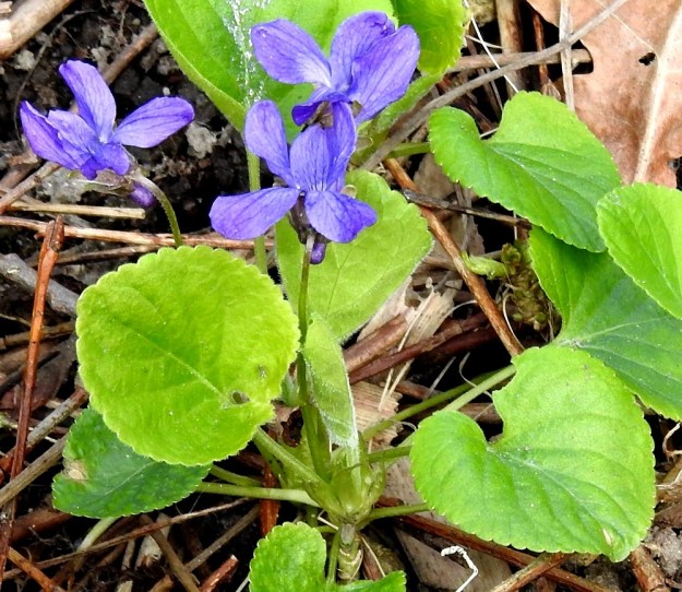 Viola odorata - tuoksuorvokin kukkaperät ovat tavallisesti noin 4-6 cm pitkiä. Kukintavaiheessa ne nostavat kukat ruusukelehtien tasalle tai hieman niiden yläpuolelle. Lehtien tyvellä olevat korvakkeet ovat puikeita tai leveänsuikeita ja teräväkärkisiä sekä laidoiltaan yleensä hyvin lyhyesti ripsihampaisia tai lähes hampaattomia. Ne ovat tavallisesti noin 10-15 mm pitkiä ja leveimmältä kohtaa noin 3-5 mm leveitä. Toisinaan juuren tai sen haaran yläpää nousee kuvan tavoin maanpinnan yläpuolelle. U, Helsinki, Kannelmäki, Tanotorventien laita, pensasaidan vierus, viljelykarkulainen, 7.5.2020. Copyright Hannu Kämäräinen.