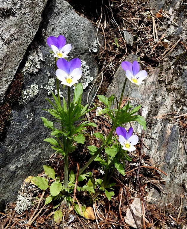 Viola tricolor - keto-orvokki on kallioilla ja kedoilla kasvaessaan yleensä noin 10-25 cm korkea. Kukkaperät ovat noin 3-10 cm pitkiä. Kukinnan alkuvaiheessa varren tyvilehdet ovat vielä voimissaan mutta kuihtuvat myöhemmin. Niiden lapa on puikea tai pyöreähkö ja noin 0,5-2 cm pitkä. Kuvassa näkyvät myös liuskaiset lehtikorvakkeet, joiden kärkiliuska on huomattavasti muita kookkaampi. Varsilehtien lapa kapenee ja pitenee latvaa kohti. EH, Hämeenlinna, Luhtiala, Aulangonjärven koillisrannan rantakalliojyrkänne, Levonkallio, 13.5.2018. Copyright Hannu Kämäräinen.