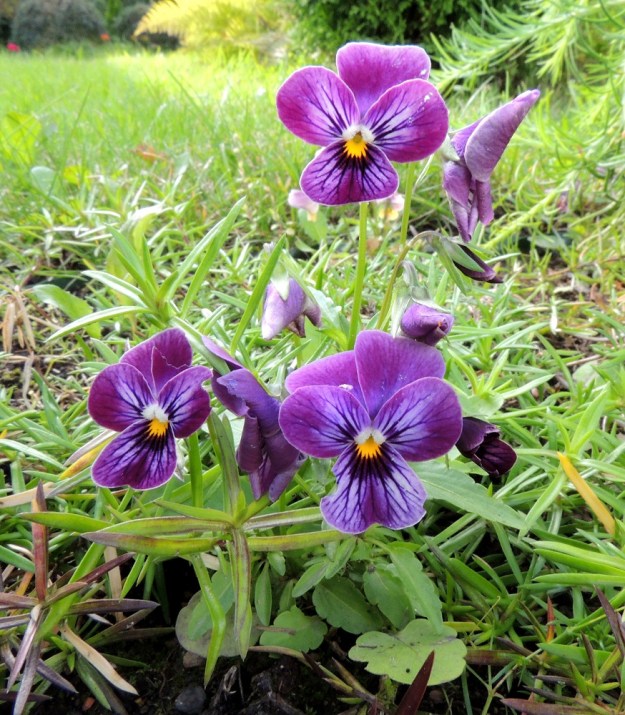 Viola xwittrockiana - tarhaorvokin teriöön on jalostettu kaikkia mahdollisia sinisen ja punaisen väriyhdistelmiä. Myös tumman suonituksen ala vaihtelee. Kuvan yksilössä se kattaa kolme alinta terälehteä kokonaan. EH, Hämeenlinna, Loimalahti, Hirsimäki, omakotialue, Näsiäntien varsi, samana vuonna istutetun puuntaimen tyvi, johon tullut ilmeisesti taimen tai maan mukana, 23.8.2016. Copyright Hannu Kämäräinen.