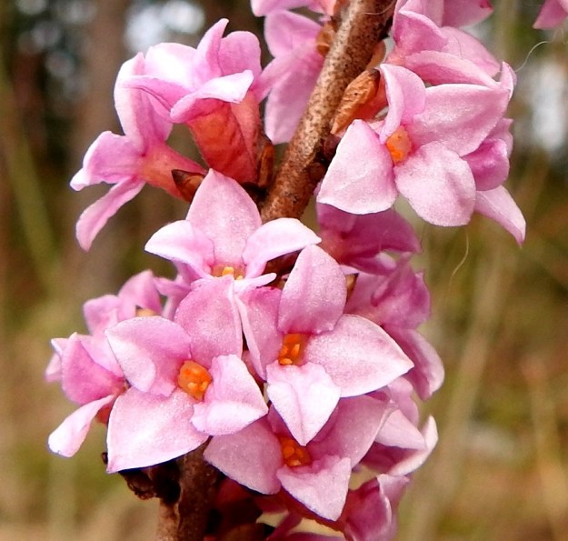 Daphne mezereum - lehtonäsiän hyväntuoksuinen kukka on teriötön, sillä sen kehä ei ole erilaistunut erillisiksi verhiöksi ja teriöksi. Kehä on vaaleanpunainen, sinipunainen tai hyvin harvoin valkoinen. EH, Hämeenlinna, Loimalahti, Hirsimäki, Metsälammentien ja Yli-Raakkulantien välinen havumetsäkaista, 28.3.2020. Copyright Hannu Kämäräinen.