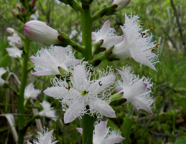 Menyanthes trifoliata - raatteen kukan teriö on yleensä noin 14-16 mm leveä ja suunnilleen samanpituinen sekä viisiliuskainen ja tyveltään kapeatorvinen. Teriönliuskat ovat tyviosastaan noin 5 mm:n matkalta yhdislehtiset ja yläosastaan sivulle taipuneet. Niiden sisäpinta on valkoinen ja tiheästi valko- ja paksuripsinen sekä ulkopinta erityisesti liuskojen kärjestä vaaleanpunertava. EH, Hämeenlinna, Luolaja, Hattelmalanjärven luoteisrannan pitkä suokiila, luonnonsuojelualue, 31.5.2012. Copyright Hannu Kämäräinen.