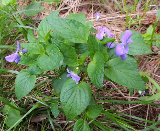 Viola canina subsp. ruppii x riviniana - isoaho-orvokin ja metsäorvokin sekamuotoisen risteymän lehdistä saa parhaan käsityksen ylhäältä päin kuvattuna. Samassakin yksilössä ylälehtien muoto vaihtelee herttamaisesta leveämmän tai kapeamman puikeaan sekä lyhyempi- ja pitempikärkiseen. Myös lehtien tyviloven syvyys vaihtelee voimakkaasti. Mielessään voi kuvitella, kuinka kahden, lehdiltään erinäköisen lajin perintötekijät ovat vatkautuneet sekaisin luomisen kirnussa, mutta lopputulos on kuitenkin jäänyt vähän kokkareiseksi. EH, Hämeenlinna, Vuorentaka, Kuralasta Vähä-Tertin ohi menevän metsätieuran laita, 7.6.2015. Copyright Hannu Kämäräinen.