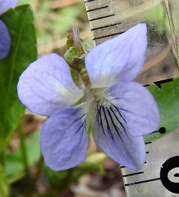 Viola canina subsp. canina - aho-orvokin subsp. pikkuaho-orvokin teriö on tavallisesti noin 15-20 mm (kuvassa noin 15 mm) pitkä ja noin pituutensa levyinen. Kuvassa näkyvät ylimpien terälehtien välistä verholehtien tyvilisäkkeet, jotka ovat 1,5-2 mm pitkät. EH, Riihimäki, Kenkiä, Kenkiäntieltä, Hirvijärventien eteläpuolelta, itään lähtevä metsätieura, uran laitaketokaista noin 350 m maantieltä, 27.5.2020. Copyright Hannu Kämäräinen.