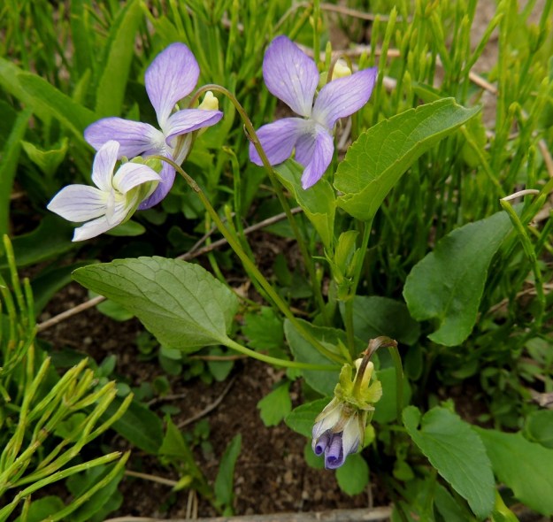 Viola canina subsp. ruppii - aho-orvokin subsp. isoaho-orvokin lehtiruoti on noin 2-6 cm pitkä ollen lyhimmillään ylimmissä lehdissä. Kukkaperä on tavallisesti noin 5-8 cm pitkä sekä yleensä varsilehteään, jonka hangasta se kasvaa, pitempi. Kuvan alalaidassa näkyy kukkinut ja kokoon rullautunut teriö, jonka verholehtien tyvilisäkkeet ovat kääntyneet ja erottuvat selvästi. EH, Vesilahti, Mantere, Peltosaari, Hulausjärven rantaan vievän peltotien ison laitaojan rinne, 6.6.2015. Copyright Hannu Kämäräinen.
