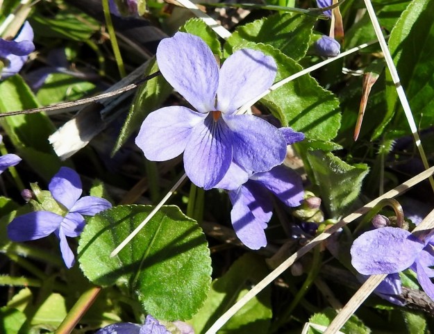 Viola hirta - karvaorvokin terälehdet ovat vastapuikeat ja usein kuvan tavoin hieman lovipäiset. Malliltaan ne ovat vastapuikeat ja tavallisesti noin 8-13 mm pitkät (ilman kannusta) sekä leveimmältä kohtaa noin 5-8 mm leveät. V, Turku, Iso-Heikkilä, teollisuusalue, Aakenkadun ja radan välinen ojapainanne laita-alueineen. 9.5.2020. Copyright Hannu Kämäräinen.