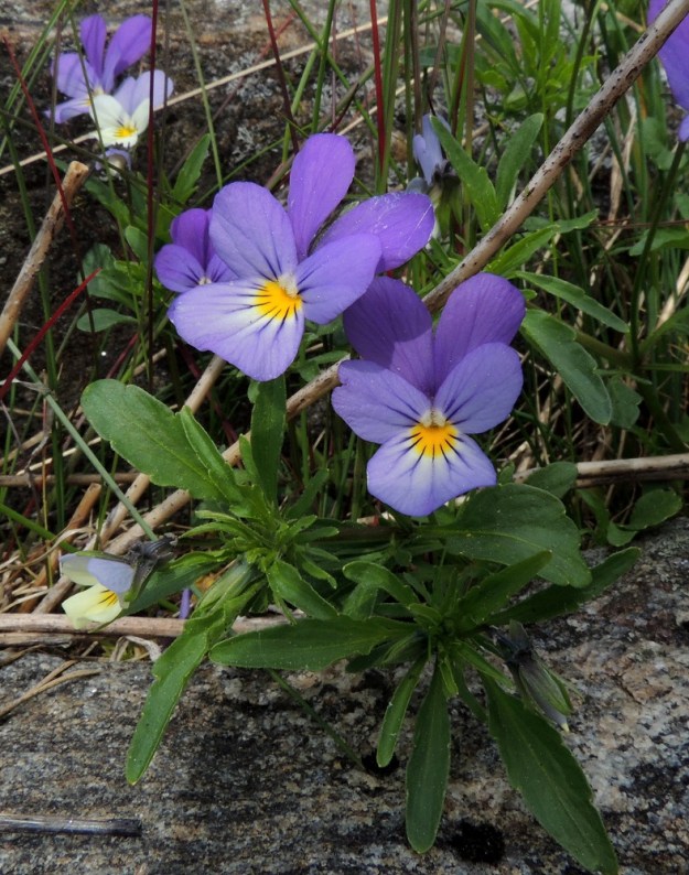 Viola tricolor - keto-orvokin teriö on tavallisesti noin 15-25 mm pitkä ja noin 12-20 mm leveä. Alin terälehti on yleensä aina selvästi muita leveämpi. Varsilehtien lapa on nyhälaitainen ja puikea, soikea tai suikea. Se on yleensä noin 1-4 cm pitkä ja leveimmältä kohtaa noin 0,5-1 cm leveä. Korvakkeet ja varsinkin niiden kärkiliuska ovat niin lehtimäiset, ettei niitä aina helposti erota kasvamassa olevista kärkilehdistä. U, Sipoo, Kalkkiranta, Kalkkirannantien päässä oleva laakea rantakallioalue sataman vieressä, 21.5.2016. Copyright Hannu Kämäräinen.